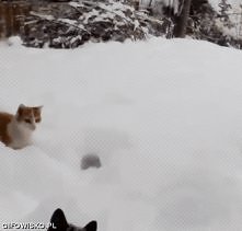 bawimy sie w chowanego ?
ok