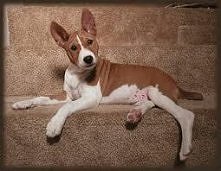 Basenji