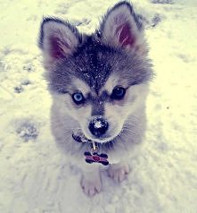 Słodki , słodziutki :*
