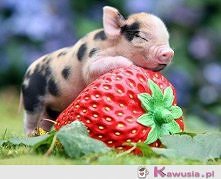 Grill z owocami