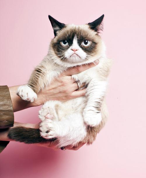 Grumpy cat