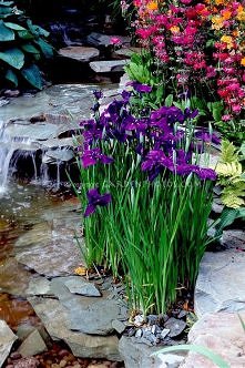 Pretty Water garden plants Iris ensata, Primula japonica, ferns, with waterfall and stream with rocks