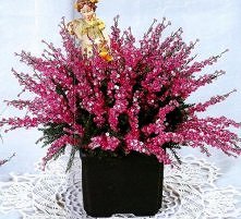 wrzos DIY, własnym oczom nie wierzę