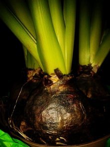 sliwcia.blogspot.com/