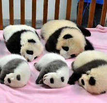 Mamo, chcę małą pandę :D