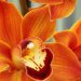 pomaranczowy storczyk