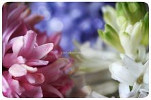 Takie sobie na parapecie wyrosły :)