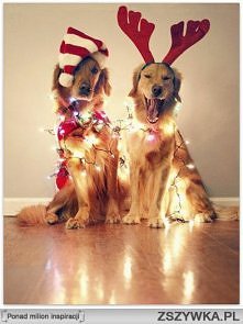 glodenki na święta