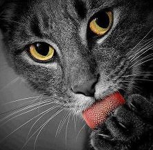 Boże, jak ja kocham koty ! <3