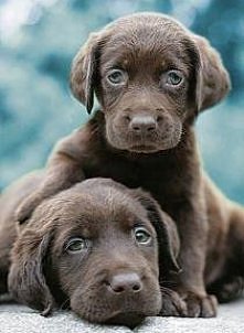 słodziaki kocham :*