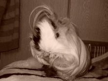 Taka tam ?winka morska :)