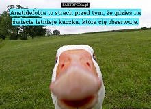 kaczka