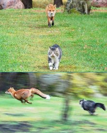 kici  kici  chodz  do  wujka