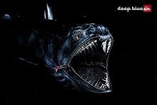 ryba głębinowa - kryje się ...