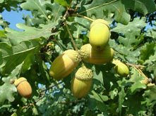 Właściwości lecznicze dębu. Kliknij w zdjęcie.