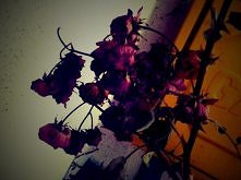 na ogrodzie po zimie