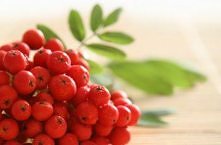 Właściwości zdrowotne jarzębiny. Kliknij w zdjęcie.