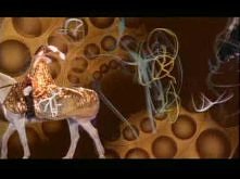 Dead Can Dance - The Carnival Is Over