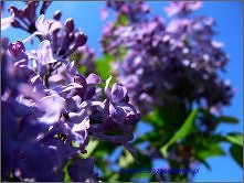 więcej bzów -kliknij w zdjęcie