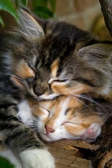 zzz
