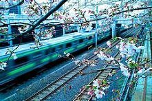sakura and train