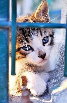 blue eyes