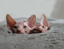 osobiście uwielbiam te kociaki :) a wy? :P