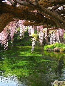 Wisteria Bridge, Japan
