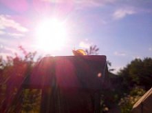 co z tego że mały, wolny i niepozorny? ale to on pierwszy wyruszył na słońce... i spójrz! Jeszcze trochę wysunie rogi ,a za moment dotknie promień... Bo najważniejszy jest pierw...