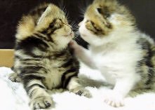 Sweet<3*-*