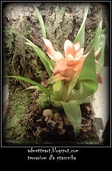 terrarium dla ptasznika