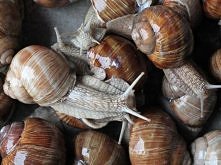 TOP10: Najdziwniejsze zabiegi poprawiające urodę- ŚLUZA ŚLIMAKA - Wykorzystywany w kremach. Pomaga w zwalczaniu trądziku, regeneruje skórę, redukuje zmarszczki, blizny i usuwa s...