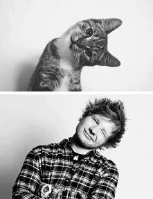 Ed Sheeran & cat