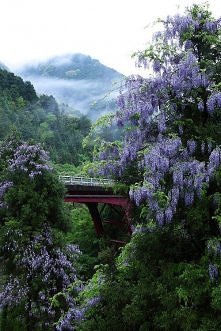 Wisteria, Kitayama, Kyoto, ...