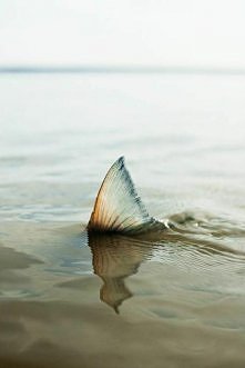 "I ukazała się tajemnicza płetwa na horyzoncie"
