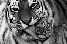 Zwierzęta, czasem bardziej opiekuńcze niż ludzie,