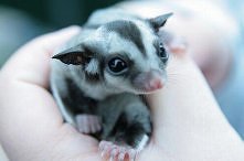 A takiego będę niedługo mie...