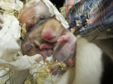 Moje małe słodziaki:*