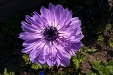 double poppy anemone