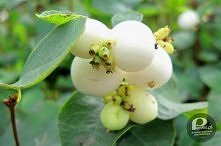 Pstrykacze :) najlepiej str...