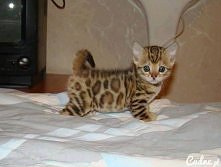 kto takiego by nie chciał ?