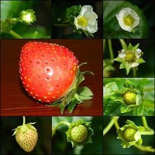 truskawka, krok po kroku <3