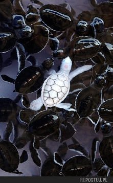 żółwie