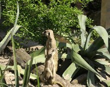 surykatki ♥ (gif) więcej zdj. na diylikeit.blogspot.com :)