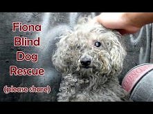 Ta fundacja uratowała juz tyle psich żyć...płacze gdy oglądam te filmy. Aczkolwiek ciesze się że żyją jeszcze ludzie którzy pomagają opuszczonym zwierzętom. Sama mam przybłęde w...