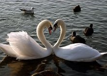 Łabędzie są symbolem miłości i wierności, łączą się w pary na całe życie, a gdy jedno spotka nieszczęście, drugi pozostaje samotny