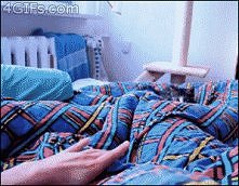 Atakujący kociak - gif