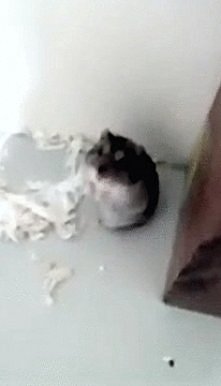 wow psa jeszcze rozumiem ,ale chomika tak nauczyć ?! :)