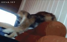 hahahaha koty........ gif