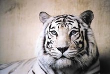 tygrys bengalski biały